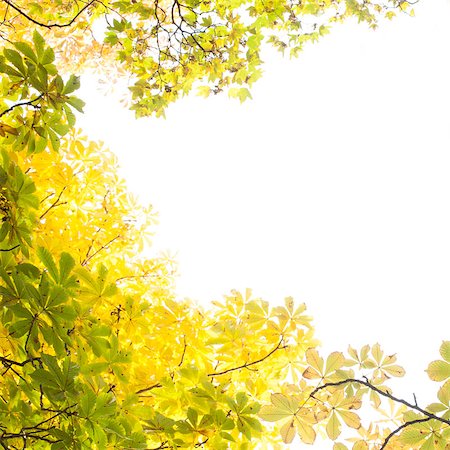 simsearch:400-08076735,k - Close up of autumnal leaves against the clear sky Foto de stock - Super Valor sin royalties y Suscripción, Código: 400-07181516