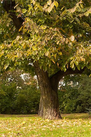 simsearch:400-08076735,k - Peaceful view of a large tree on meadow in the park Foto de stock - Super Valor sin royalties y Suscripción, Código: 400-07181526