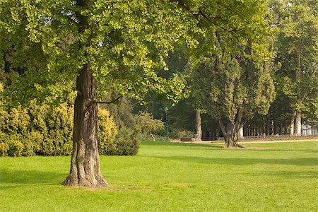 simsearch:400-04887016,k - Peaceful view of trees and meadow Photographie de stock - Aubaine LD & Abonnement, Code: 400-07181520