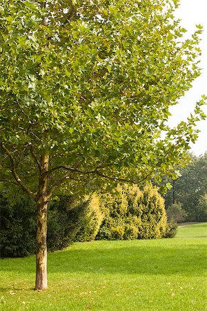 simsearch:400-04887016,k - Peaceful view of trees and meadow Photographie de stock - Aubaine LD & Abonnement, Code: 400-07181521