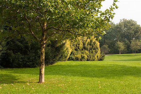 simsearch:400-04887016,k - Peaceful view of trees and meadow Photographie de stock - Aubaine LD & Abonnement, Code: 400-07181522