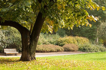 simsearch:400-04887016,k - Peaceful view of trees and meadow in the park Photographie de stock - Aubaine LD & Abonnement, Code: 400-07181523