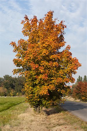 simsearch:400-08076735,k - Beautiful view of a large autumnal tree against the sky Foto de stock - Super Valor sin royalties y Suscripción, Código: 400-07181533