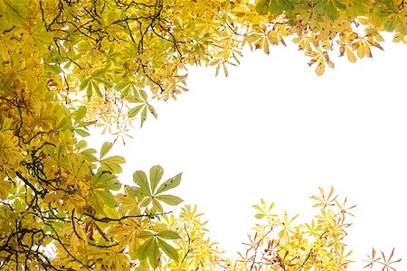 simsearch:400-08076735,k - Close up of autumnal leaves against the clear sky Foto de stock - Super Valor sin royalties y Suscripción, Código: 400-07181541