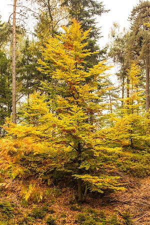 simsearch:400-08076735,k - Beautiful view of large trees during autumn Foto de stock - Super Valor sin royalties y Suscripción, Código: 400-07181565