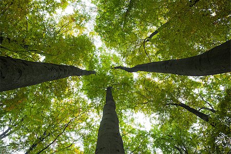 simsearch:400-08076735,k - Low angle view of tall trees against the sky Foto de stock - Super Valor sin royalties y Suscripción, Código: 400-07181567