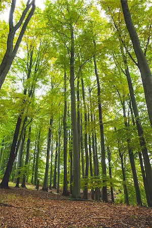 simsearch:400-08076735,k - Low angle view of tall trees in the forest Foto de stock - Super Valor sin royalties y Suscripción, Código: 400-07181570