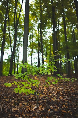 simsearch:400-08076735,k - Close up of a young plant against tree trunks in the forest Foto de stock - Super Valor sin royalties y Suscripción, Código: 400-07181573