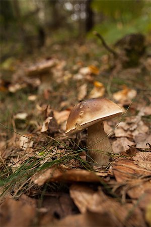 simsearch:400-07244181,k - Close up shot of a mushroom on forest ground Foto de stock - Super Valor sin royalties y Suscripción, Código: 400-07181584