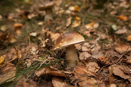 simsearch:400-07244181,k - Close up shot of a mushroom on forest ground Foto de stock - Super Valor sin royalties y Suscripción, Código: 400-07181585