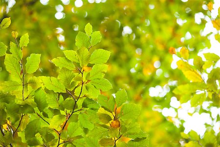 simsearch:400-08076735,k - Detail shot of bright green leaves against blurred plant life Foto de stock - Super Valor sin royalties y Suscripción, Código: 400-07181586