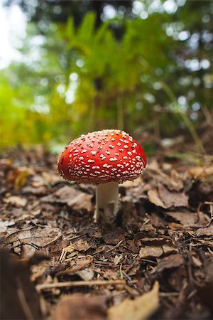 simsearch:400-07244181,k - Close up of a mushroom against blurred plants Foto de stock - Super Valor sin royalties y Suscripción, Código: 400-07181580