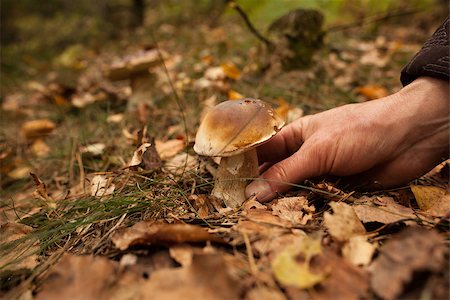 simsearch:400-07244181,k - Close up of a hand touching mushroom on forest ground Foto de stock - Super Valor sin royalties y Suscripción, Código: 400-07181582