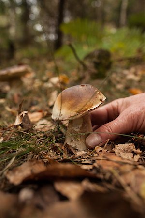 simsearch:400-07244181,k - Close up of a hand touching mushroom on forest ground Foto de stock - Super Valor sin royalties y Suscripción, Código: 400-07181583