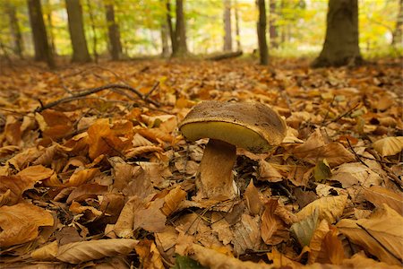 simsearch:400-07244181,k - Close up shot of a mushroom on forest ground against blurred background Foto de stock - Super Valor sin royalties y Suscripción, Código: 400-07181596