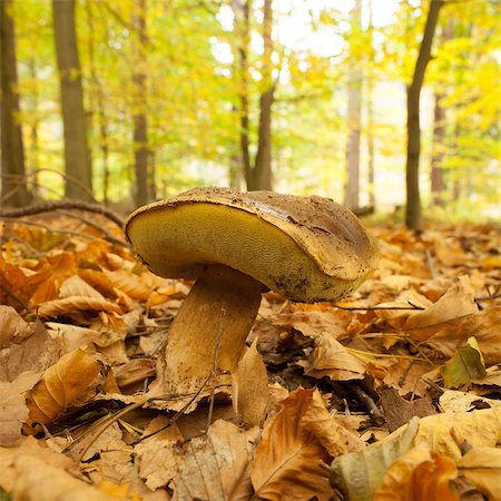 Close up shot of a mushroom on forest ground against blurred background Stock Photo - Budget Royalty-Free & Subscription, Code: 400-07181597