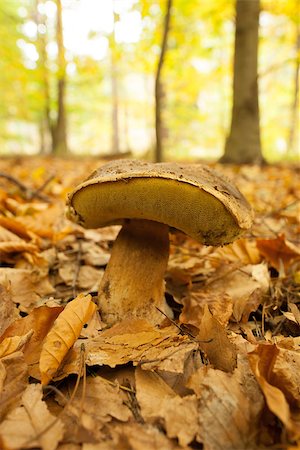 simsearch:400-07244181,k - Close up shot of a mushroom on forest ground against blurred background Foto de stock - Super Valor sin royalties y Suscripción, Código: 400-07181598