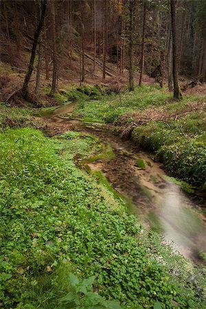 simsearch:400-08076735,k - Narrows stream flowing along plants and tree trunks in forest Foto de stock - Super Valor sin royalties y Suscripción, Código: 400-07181601