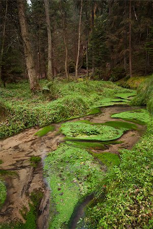 simsearch:400-08076735,k - Narrows dry stream along plants and tree trunks in forest Foto de stock - Super Valor sin royalties y Suscripción, Código: 400-07181602