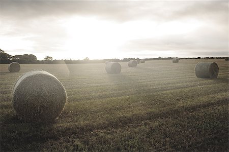 simsearch:400-04529072,k - Bright landscape with bales of straw Photographie de stock - Aubaine LD & Abonnement, Code: 400-07182506