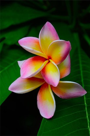 simsearch:400-04348779,k - Close-up image of Tropical flowers frangipani (plumeria) in Chiang Mai, Thailand Stockbilder - Microstock & Abonnement, Bildnummer: 400-07206891