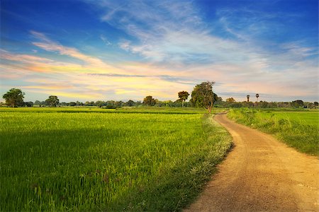 sunrise harvest - country road in green rice field Stock Photo - Budget Royalty-Free & Subscription, Code: 400-07207203