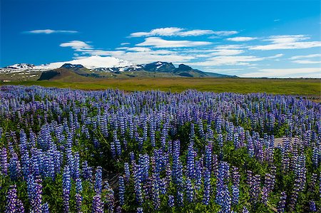 Meadows full of blooming Nootka lupin (Lupinus nootkatensis) under the Snaefellsjokull glacier, Snaefellsnes peninsula, Iceland. Stock Photo - Budget Royalty-Free & Subscription, Code: 400-07207375