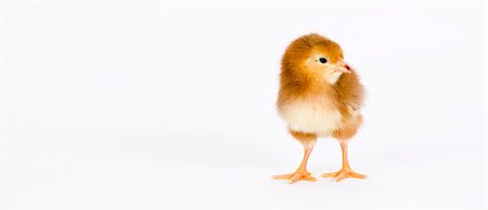 poultry type - A chick  just days old stands on white Stock Photo - Budget Royalty-Free & Subscription, Code: 400-07207474