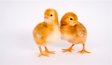 poultry type - One Newborn Chicken Couple stands together Stock Photo - Budget Royalty-Free & Subscription, Code: 400-07207475