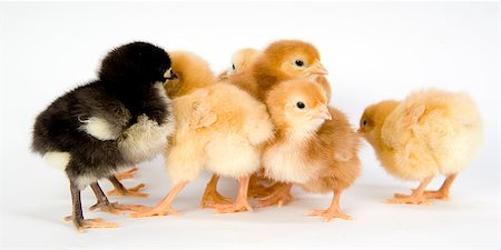 poultry type - A group of new born chickens huddle together Stock Photo - Budget Royalty-Free & Subscription, Code: 400-07207478