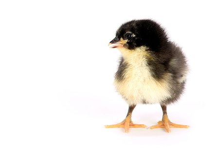 poultry type - A chick of the Australorp Variety stands on white Stock Photo - Budget Royalty-Free & Subscription, Code: 400-07207472