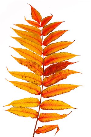 simsearch:400-06852043,k - Autumn leaf, isolated on white Fotografie stock - Microstock e Abbonamento, Codice: 400-07207855