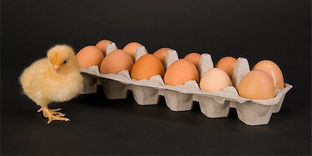 Chicken & A Dozen Eggs on black Stock Photo - Budget Royalty-Free & Subscription, Code: 400-07207852