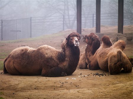 photo of two camels in the zoo are going Stock Photo - Budget Royalty-Free & Subscription, Code: 400-07207951