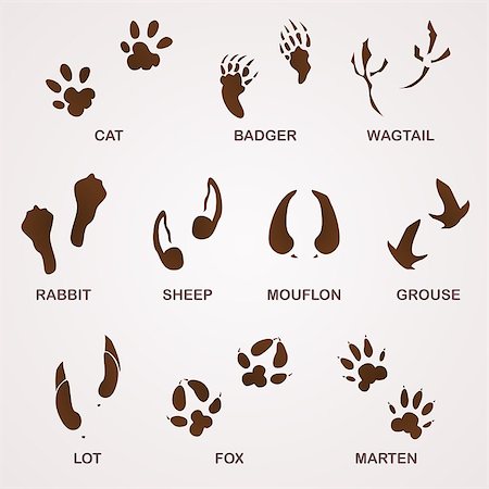 simsearch:400-04327046,k - Foot paw and animal footprints in brown on white background Photographie de stock - Aubaine LD & Abonnement, Code: 400-07207968