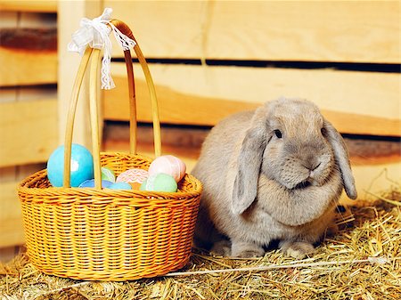 simsearch:400-08036285,k - gray lop-earred rabbit and Easter basket on hayloft Stockbilder - Microstock & Abonnement, Bildnummer: 400-07208132