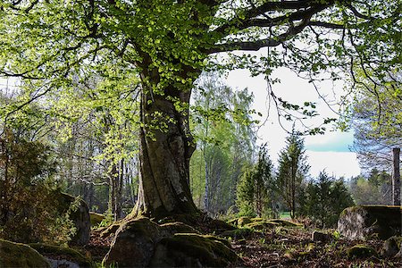 Old beech trunk by a mossy rock at springtime. From the province Smaland in Sweden. Foto de stock - Super Valor sin royalties y Suscripción, Código: 400-07208176