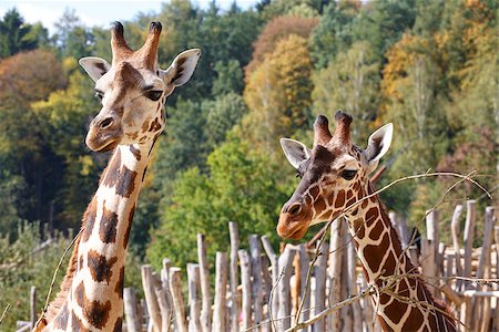 simsearch:400-08628372,k - Close up shot of two young cute giraffe Foto de stock - Super Valor sin royalties y Suscripción, Código: 400-07208265