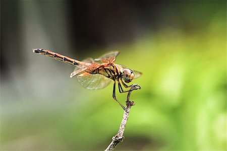 dragonfly in the twig Foto de stock - Super Valor sin royalties y Suscripción, Código: 400-07208298