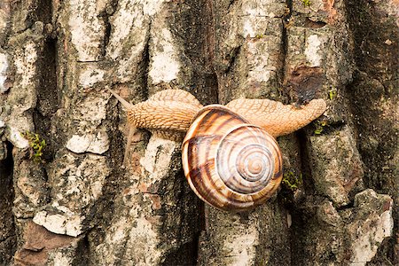 simsearch:632-07161400,k - Snail on tree bark. Studio shot Stockbilder - Microstock & Abonnement, Bildnummer: 400-07208325