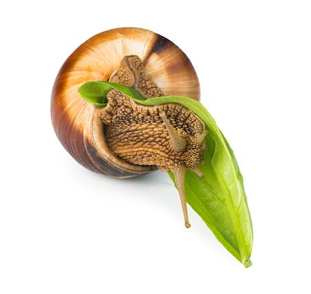 simsearch:400-06138663,k - Snail and green leaf. White isolated studio shot. Stock Photo - Budget Royalty-Free & Subscription, Code: 400-07208326