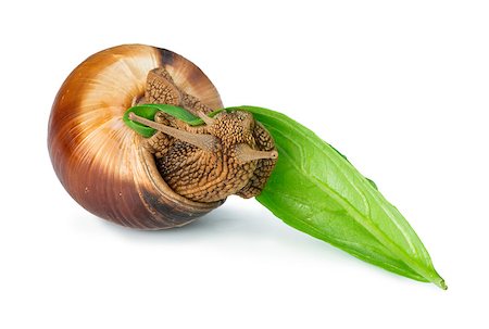 simsearch:400-06138663,k - Snail and green leaf. White isolated studio shot. Stock Photo - Budget Royalty-Free & Subscription, Code: 400-07208327