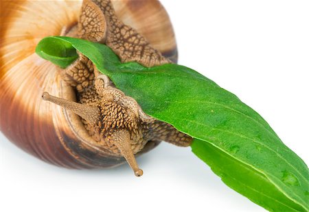 simsearch:400-07822203,k - Snail and green leaf. White isolated studio shot. Stock Photo - Budget Royalty-Free & Subscription, Code: 400-07208328