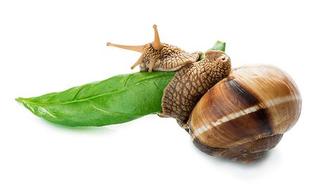 simsearch:400-07822203,k - Snail and green leaf. White isolated studio shot. Stock Photo - Budget Royalty-Free & Subscription, Code: 400-07208329