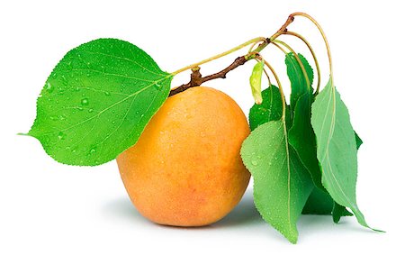 Apricots and leaf  white isolated. Studio shot Stock Photo - Budget Royalty-Free & Subscription, Code: 400-07208335