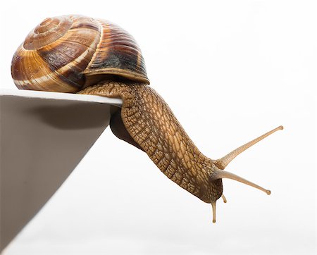 simsearch:400-04740730,k - White isolated snail. Studio shot Photographie de stock - Aubaine LD & Abonnement, Code: 400-07208331