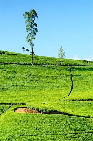 simsearch:400-06921179,k - Tea field in Nuwara Eliya, Sri Lanka. Ceylon tea. Fotografie stock - Microstock e Abbonamento, Codice: 400-07208355
