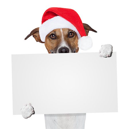 simsearch:400-08898663,k - christmas banner placeholder dog Photographie de stock - Aubaine LD & Abonnement, Code: 400-07208434