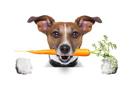 puppies eating - healthy dog with a carrot behind a blank banner Stock Photo - Budget Royalty-Free & Subscription, Code: 400-07208431