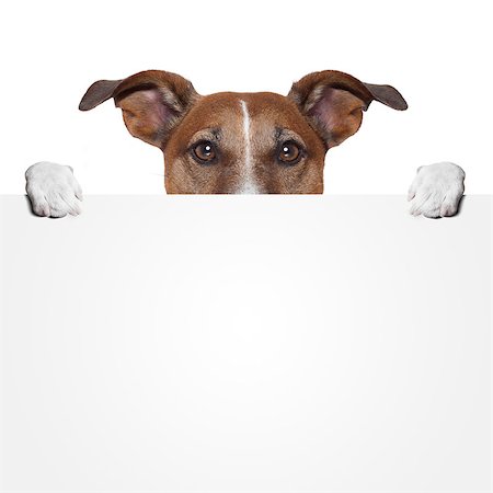 simsearch:400-07055954,k - placeholder banner dog Stockbilder - Microstock & Abonnement, Bildnummer: 400-07208441